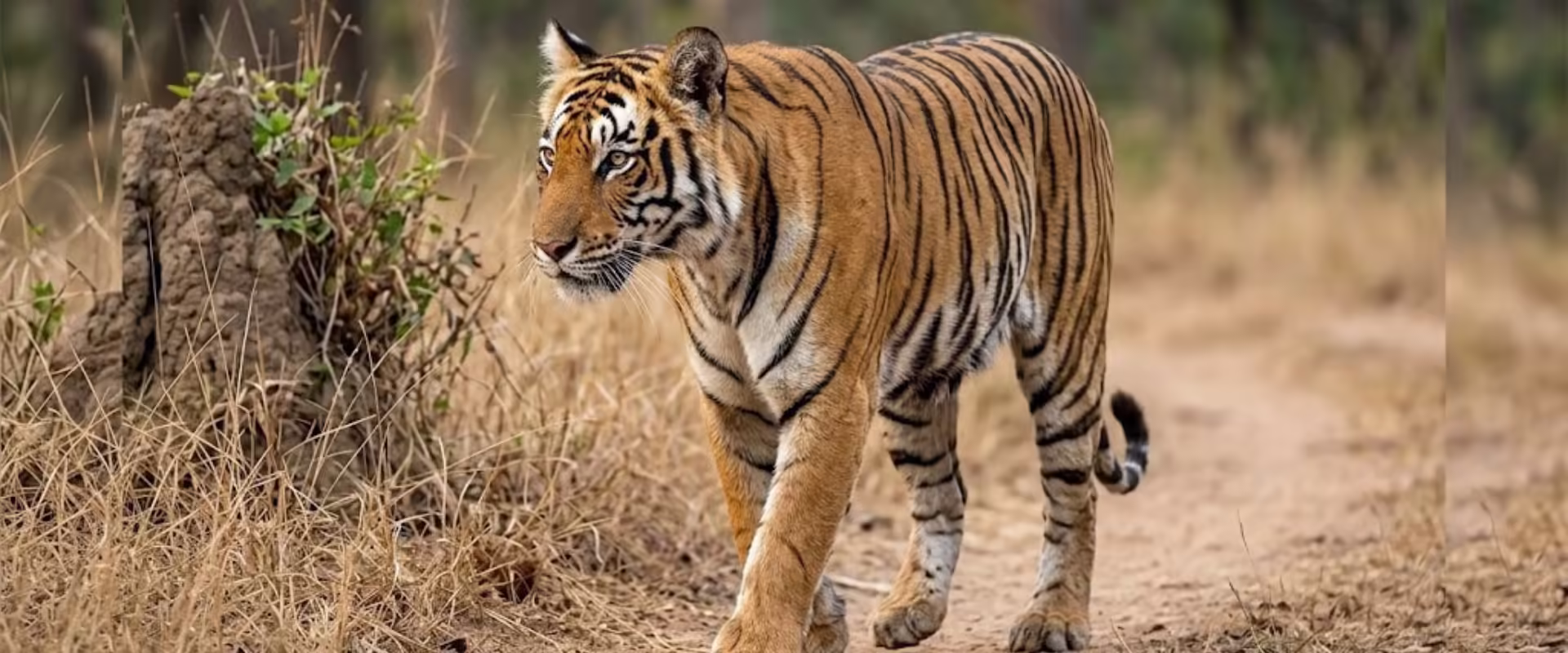 Jim Corbett Tour Package